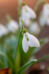 Obraz premium Flowers Snowdrops. Snowdrop flowers with delicate white petals and green accents blooming in a garden, showcasing their natural beauty against a softly blurred background
