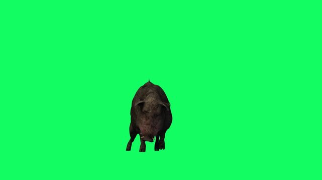 3D Realistic Giant Dangerous Wild boar Stand up Loop with front view Isolated on Green Screen, 4K High-Resolution 60fps Animation of a sus scrofa from standing on Chroma Key