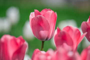 Obraz premium Tulips are in full bloom everywhere in spring.