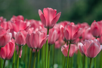 Fototapeta premium Tulips are in full bloom everywhere in spring.