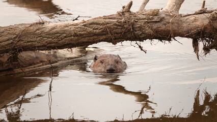 Bóbr w wodzie pod wielką kłodą drewna © tomo81