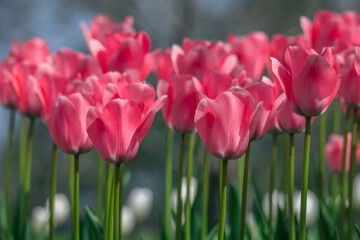 Fototapeta premium Tulips are in full bloom everywhere in spring.