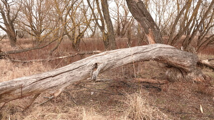 Stary pień drzewa leżący w rezerwacie przyrody © tomo81