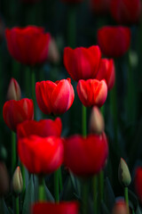 Obraz premium Tulips are in full bloom everywhere in spring.