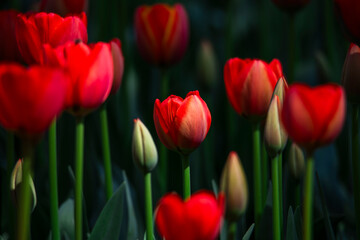 Obraz premium Tulips are in full bloom everywhere in spring.