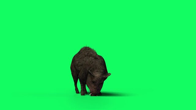 3D Realistic Giant Dangerous Wild boar eating Loop with cycle view Isolated on Green Screen, 4K High-Resolution 60fps Animation of a sus scrofa searching for food on Chroma Key