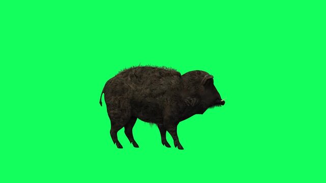 3D Realistic Giant Dangerous Wild boar sniffing around Loop with side view Isolated on Green Screen, 4K High-Resolution 60fps Animation of a sus scrofa sniffing position on Chroma Key