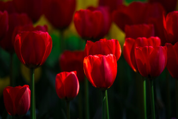Obraz premium Tulips are in full bloom everywhere in spring.