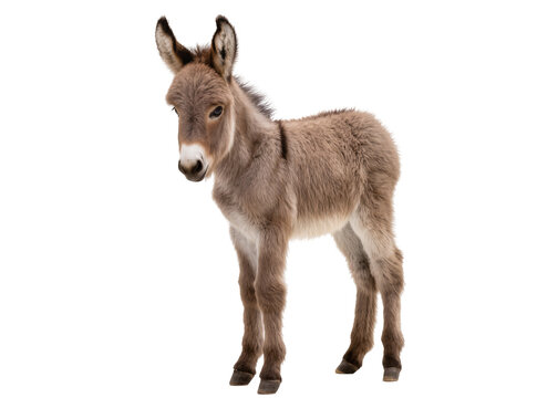Adorable fluffy baby donkey, a young domestic animal with soft brown fur standing gracefully, isolated on transparent background, full body studio shot PNG