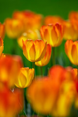 Fototapeta premium Tulips are in full bloom everywhere in spring.