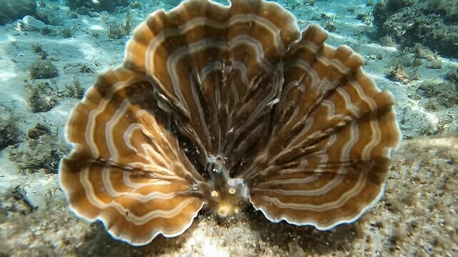Underwater Clam Shell on Ocean Floor.
