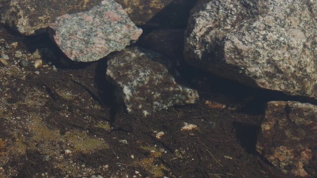 Tadpole in the pond on sunny day is summer close to Lysebotn town in Norway