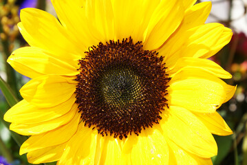 Fototapeta premium Flower arrangements, ikebana art, floral decor, floristry.