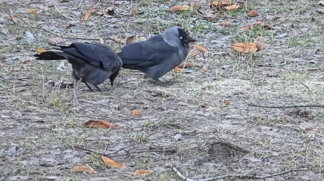 Jackdaws search for food in the ground after the snow melts.
An intelligent bird of the corvid family. 