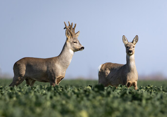 Roe deers standing in field during sunrise © Dusan