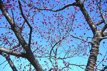 Obraz premium Taiwan cherry (Cerasus campanulata) flowers. Rosaceae deciduous tree. In spring, bell-shaped, deep purplish-red flowers bloom half-open and facing downwards.