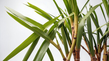 Obraz premium Close up of sugarcane on plain white background 