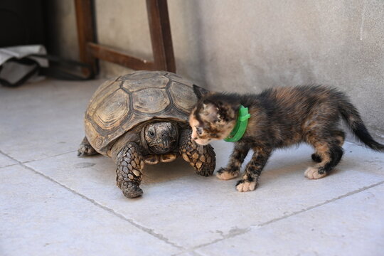 A small cat sitting on a turtle,