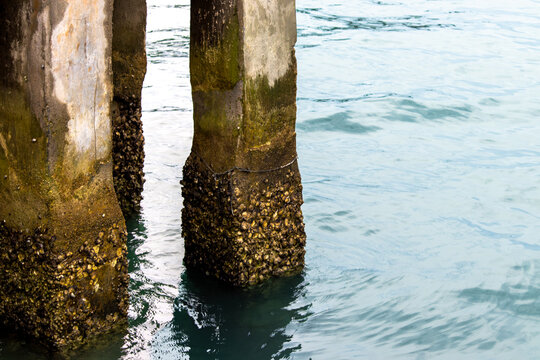 Three concrete pier piles encrusted with barnacles and algae rising from calm tidal water, with visible ripples and reflections.
