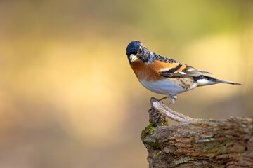 Jer (Fringilla montifringilla) © Grzegorz