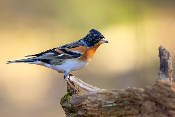 Jer (Fringilla montifringilla) © Grzegorz