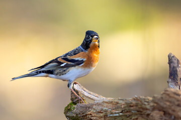 Jer (Fringilla montifringilla) © Grzegorz