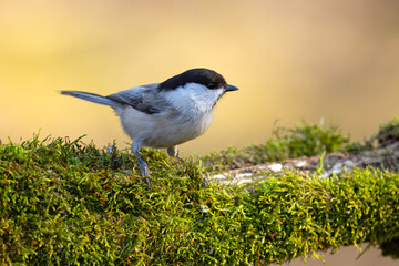 Czarnogłówka (Poecile montanus) © Grzegorz