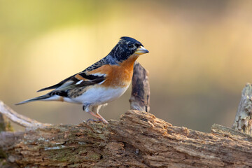 Jer (Fringilla montifringilla) © Grzegorz