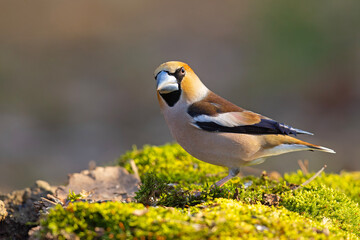 Grubodziób (Coccothraustes coccothraustes) © Grzegorz