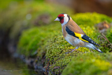 Szczygieł (Carduelis carduelis)  © Grzegorz