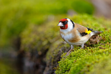 Szczygieł (Carduelis carduelis)  © Grzegorz