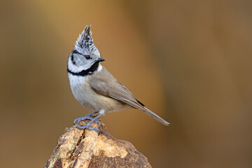 Czubatka (Lophophanes cristatus) © Grzegorz