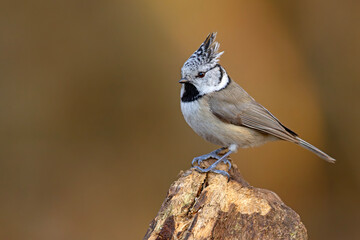 Czubatka (Lophophanes cristatus) © Grzegorz