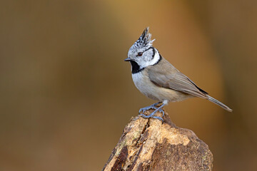 Czubatka (Lophophanes cristatus) © Grzegorz