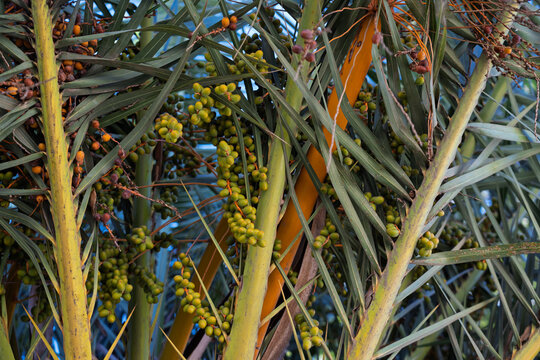 D&aacute;tiles verdes en palmera datilera