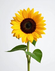Obraz premium Vibrant Sunflower Against a Clean White Background.