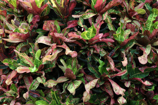 Multicolor leaves background beautiful croton plant backdrop natural Codiaeum variegatum vibrant foliage