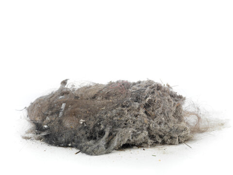 Dust and Hair from a Vacuum Cleaner