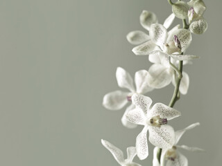 Orchids Phalaenopsis Flowers