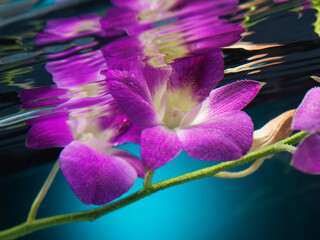 Obraz premium Purple Phalaenopsis Flowers Orchids underwater