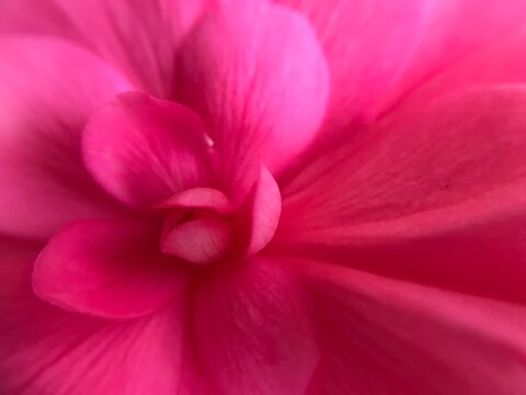 Pink Petals