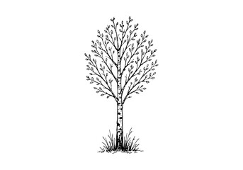 Obraz premium Birch Tree Hand Drawn Illustration Vector by AZ for Books, Arts, Design and Decoration Graphic Asset