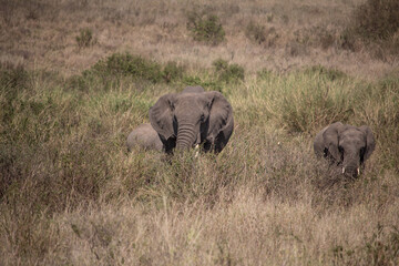 African Elephants Walking Through the Grassland of Serengeti © kyungjin