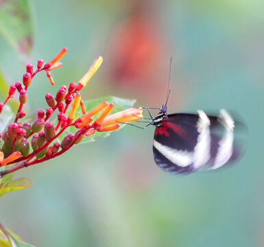 Tiger-striped longwing (Heliconius ismenius) feeding on flowers of Mexican Firebush Flowers in rainforest canopy, Costa Rica