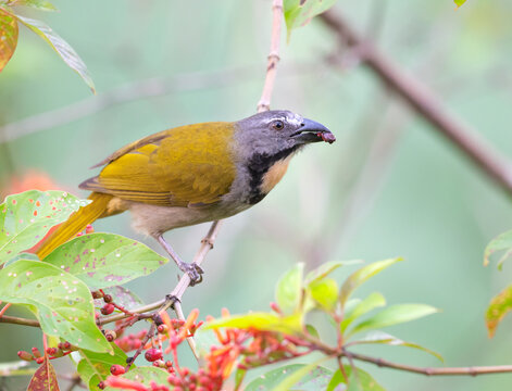 Buff-throated  Saltator (Saltator maximus) feeding with Conostegia subcrustulata berries, Corcovado, Costa Rica