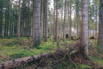 Obraz premium The magical woodland of Bakethin Nature Reserve, Kielder Forest, Northumberland