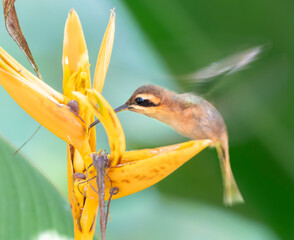 Fototapeta premium Long-billed Hermit hummingbird (Phaethornis longirostris) feeding on heliconia flowers, Corcovago National Park, Costa-Rica