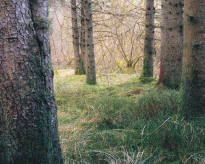 Obraz premium The magical woodland of Bakethin Nature Reserve, Kielder Forest, Northumberland