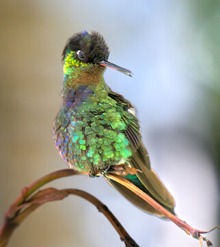Fiery-Throated Hummingbird