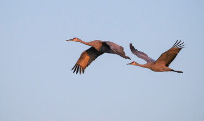 Obraz premium Couple of Sandhill Cranes (Antigone canadensis) in flight with wing span, Texas
